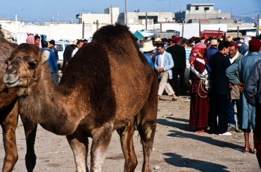 Kamelmarkt in Tunis, Tunesien